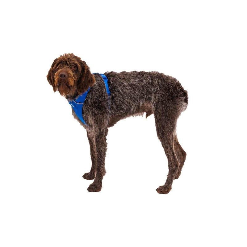 Ruffwear Front Range Dog Harness in Blue Pool (X Small) Ruffwear - Dynamic Drive