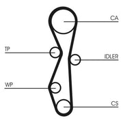 Continental CTAM Timing Belt Cambelt 116 Teeth fits Citroën C4 2004-2011 2.0
